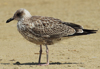 Larus armenicus